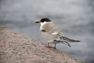 a tern-gull sits on a concrete parapet on a cloudy day
