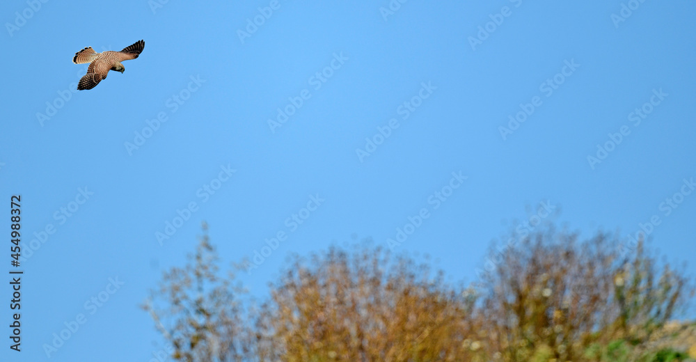 Wall mural Common kestrel // Turmfalke (Falco tinnunculus)