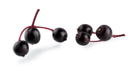 Elderberry berries, macro, on a branch, isolated on a white background.