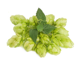 Hops with leaves, a slide, isolated on a white background.