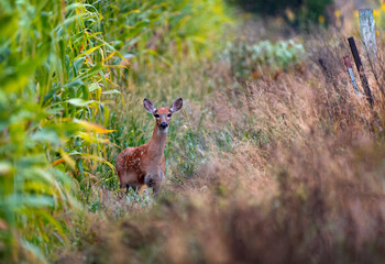 Curious Fawn