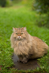 Naklejka na ściany i meble Fluffy long-haired cat, close-up portrait outdoors.