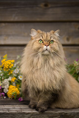Naklejka na ściany i meble Furry longhair cat portrait on a wooden table with flowers, rustic style, outdoors.