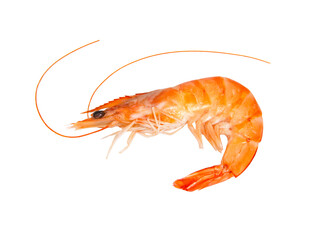 Sea shrimp fresh on the white background