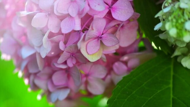 Hydrangea pink flower closeup. Beautiful Hortensia blooming in summer garden. Beauty pink colour Hydrangea flower close up. Nature floral backdrop. Easter, Birthday, Nature concept. Slow motion video