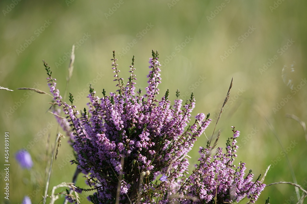 Wall mural heidekraut, trupbacher heide mit blühenden pflanzen, calluna vulgaris