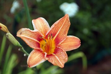 Fototapeta premium lily flower in the garden in summer