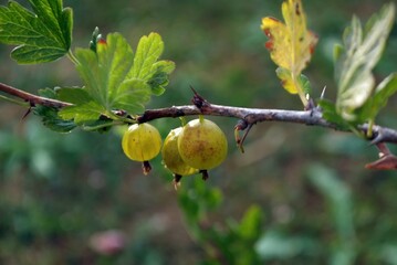 Obraz premium gooseberry berries on a branch