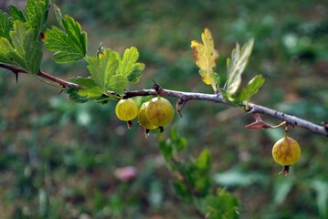 gooseberry berries on a branch