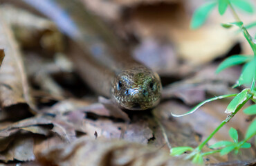 Naklejka premium An Anguis fragilis lizard on the ground