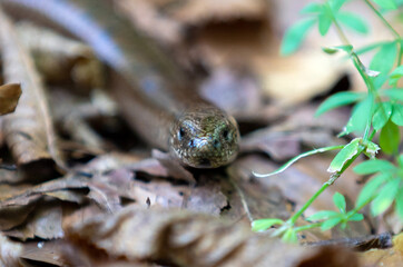 An Anguis fragilis lizard on the ground