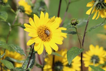 bee on a sunflower in the garden