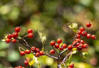 a branch with Crataegus monogyna fruits