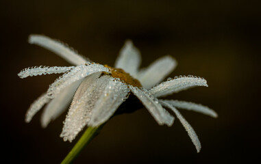 dew on a flower