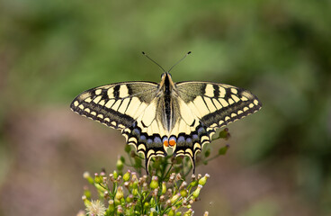Obraz na płótnie Canvas a Swallowtail butterfly on a plant