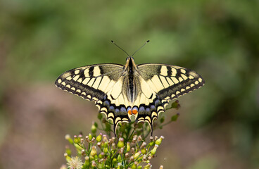 a Swallowtail butterfly on a plant