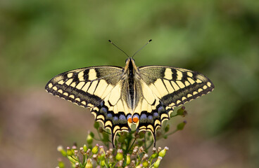 Fototapeta na wymiar a close-up with a Swallowtail butterfly