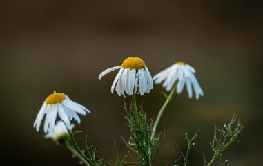 flower in a field