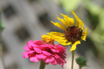 unfurling sunflower