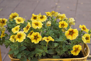 Basket of yellow flowers