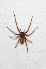 Hauswinkelspinne, Tegenaria domestica