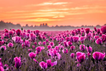 field of pink tulips with sunset