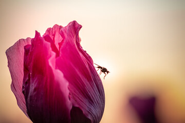 tulip flower with insect fly