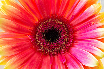 red gerbera flower