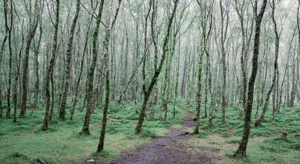 Natural landscape of tall spindly trees with low green ground cover and walking tracks on damp...