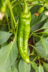 Gardening and agriculture concept. Perfect green fresh ripe organic bell pepper ready to harvesting on branch in garden. Vegan vegetarian home grown food production. Picking paprika pepper.
