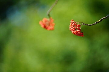 Details von Pflanzen und Blumen in einem Park zur späten Zeit im Sommer, Hochsommer