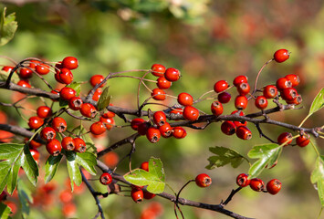 a branch with Crataegus monogyna fruits