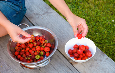 Strawberry breakfast. A girl on a green lawn prepares strawberries from her garden for breakfast....