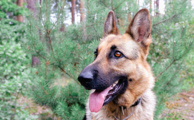The dog gives the paw to the woman. German shepherd for a walk in the woods. Beautiful dog with long pink tongue hanging out of its open mouth.