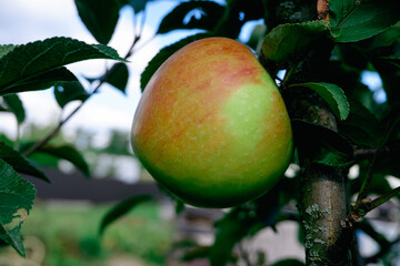 Red juicy ripe apple on a branch among green foliage. Harvesting apples.