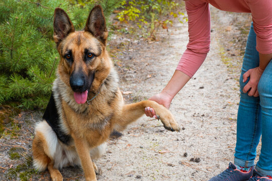 The dog gives the paw to the woman. German shepherd for a walk in the woods. Beautiful dog with long pink tongue hanging out of its open mouth.