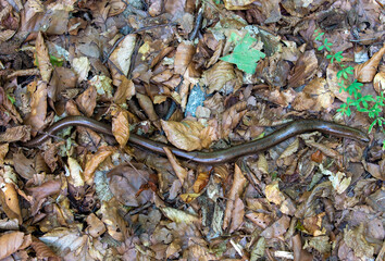 An Anguis fragilis lizard on the ground
