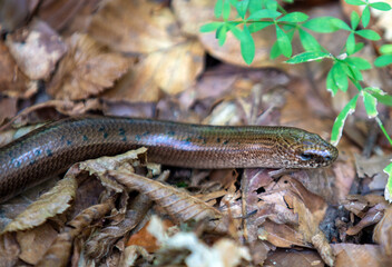 An Anguis fragilis lizard on the ground