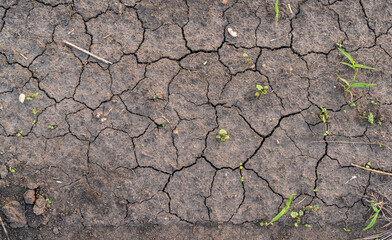 Texture of dry crashed earth with germinating plants
