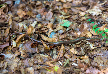 An Anguis fragilis lizard on the dry leaves on the ground