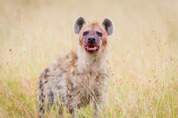 Een hyena met een bloederig gezicht in Masai Mara, Kenia