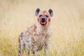 Foto op Plexiglas Hyena Een hyena met een bloederig gezicht in Masai Mara, Kenia