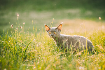 Funny Young Gray Devon Rex Kitten Sitting In Green Grass. Short-haired Cat Of English Breed