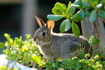 Backlit young bunny mouth open