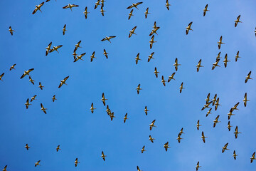 Flock of American White Pelicans circling overhead