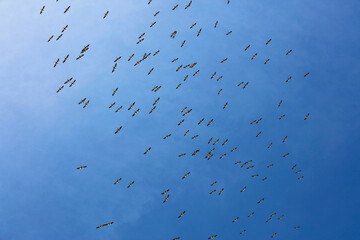 Flock of American White Pelicans circling overhead