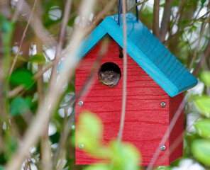 Gray tree frog taking residence in a birdhouse