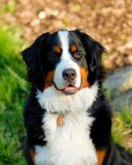 Bernese Mountain Dog portrait, male
