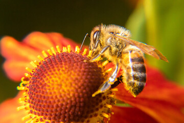 Honey bee covered with yellow pollen drink nectar, pollinating flower. Inspirational natural floral spring or summer blooming garden background. Life of insects, Extreme macro close up selective focus