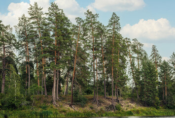 beautiful view of the pine forest growing on the river bank